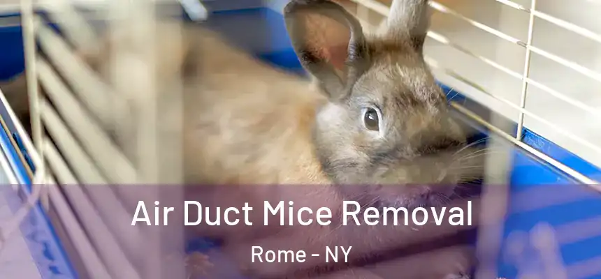  Air Duct Mice Removal Rome - NY